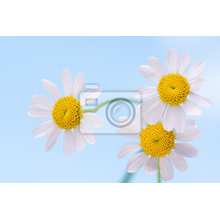 Фотообои - Весенние цветы