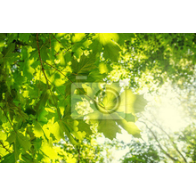 Фотообои - Кленовые листья и солнце