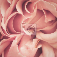Фотообои - Абстракция розы