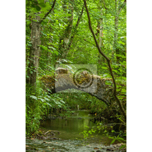 Фотообои - Старый подвесной мостик в зелени