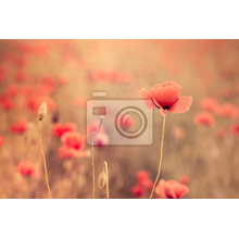 Фотообои - Нежные маки в поле