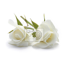 Фотообои - Белые розы на белом