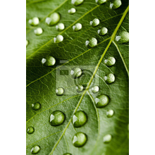 Фотообои - Зеленый лист с росой