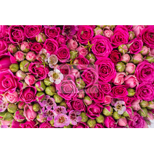 Фотообои - Ярко-розовые розы