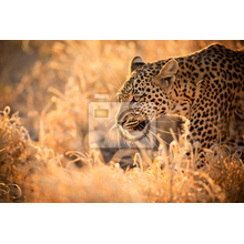 Фотообои - Красивый леопард