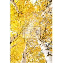 Фотообои для потолка - Осенние березки
