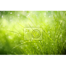 Фотообои - Трава в росе