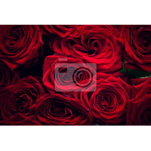 Фотообои с темно-красными розами