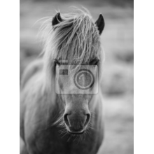 Фотообои - Портрет лошади