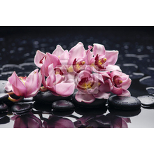 Фотообои - Розовые орхидеи на камнях