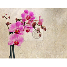Фотообои - Орхидея на винтажном фоне