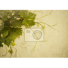 Фотообои - Виноградная лоза