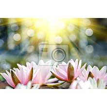 Фотообои на стену - Кувшинки