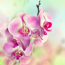 Фотообои для стены с орхидеей