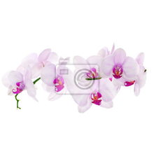 Фотообои - Веточка орхидеи