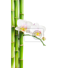 Фотообои - Бамбук и орхидея
