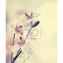 Фотообои - Орхидея в стиле гранж