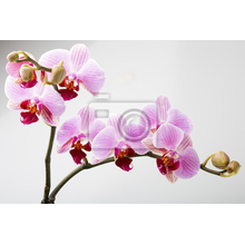 Обои - Веточка орхидеи