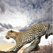 Фотообои с леопардом на дереве