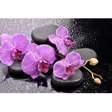 Фотообои - Орхидеи на камнях