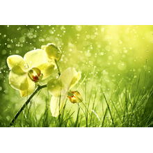 Фотообои - Орхидеи в зелени