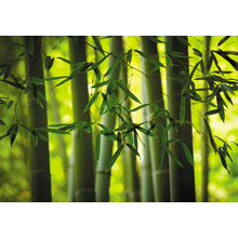 Фотообои для стен — Зеленый бамбук