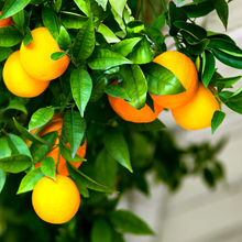 Фотообои - Апельсины на ветви