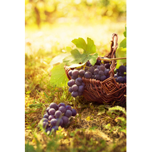 Фотообои с изображением винограда