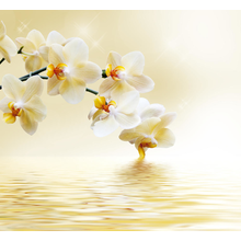 Фотообои - Красивые нежные орхидеи