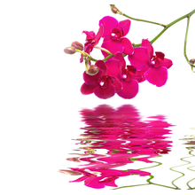 Фотообои с отражением розовых орхидей в воде