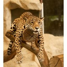 Фотообои - Отдыхающий леопард