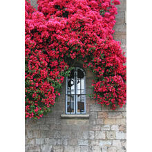 Фотообои со стеной дома в розовых цветах