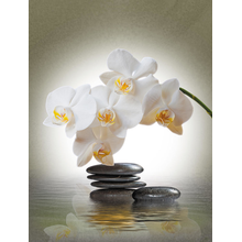 Красивые орхидеи с камнями — Обои на стену