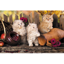 Фотообои на стену с персидскими котятами