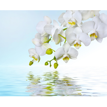 Фотообои - Белые орхидеи над водой