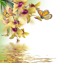 Фотообои "Цветочный фон с тропическими орхидеями и бабочкой"