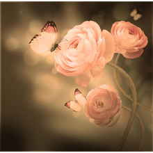Фотообои - Розовые розы и бабочка