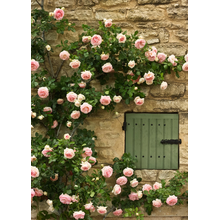 Фотообои - Стена и розы