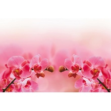 Фотообои с розовыми орхидеями