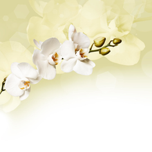 Фотообои - Светлая орхидея