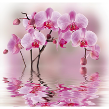 Фотообои - Отражение розовой орхидеи