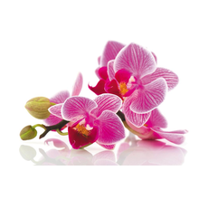 Фотообои - Макро орхидеи
