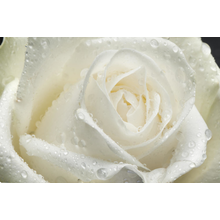 Белая роза с каплями (крупный план)