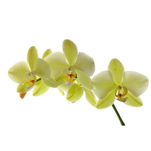 Желтая орхидея на белом