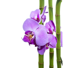 Фотообои с фиолетовой орхидеей и бамбуком