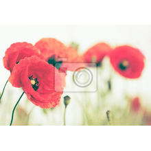 Изображение фотообоев