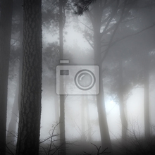 Изображение фотообоев