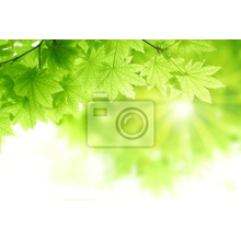 Изображение фотообоев