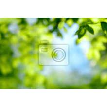 Изображение фотообоев