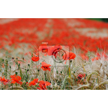 Изображение фотообоев